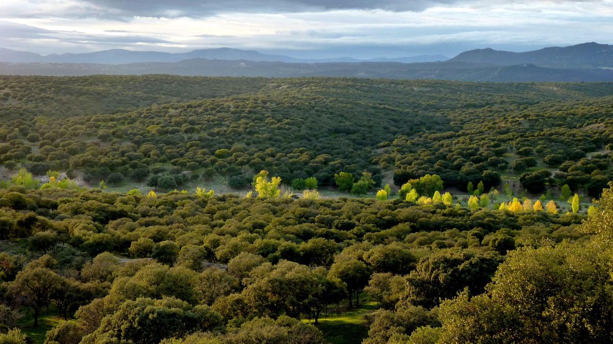 Vista completa del Monte de El Pardo