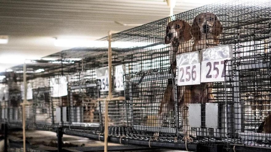 Liberan a 1.500 beagles utilizados para experimentos médicos en un centro de investigación en Estados Unidos