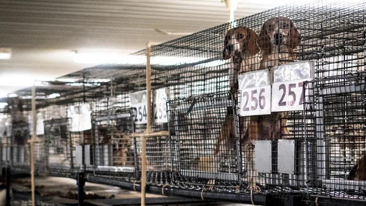 Liberan a 1.500 beagles utilizados para experimentos médicos en un centro de investigación en Estados Unidos