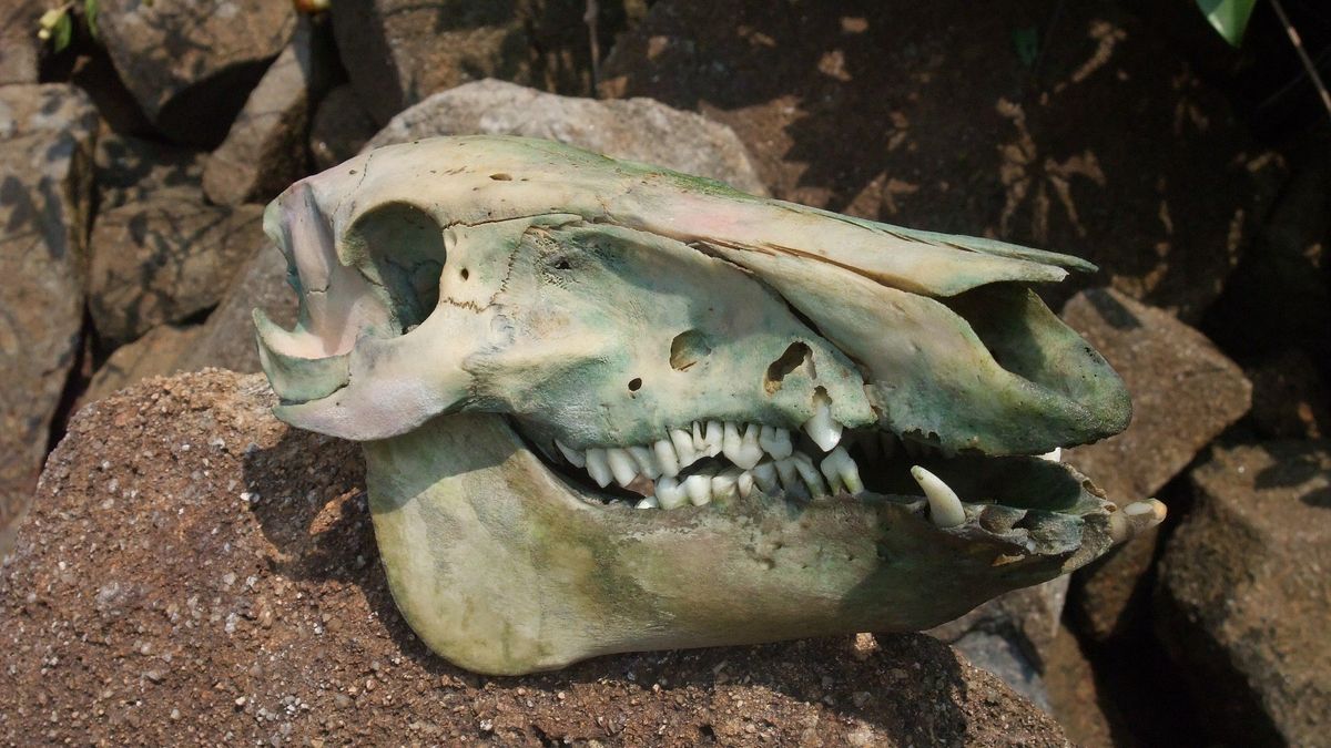 Los cráneos de jabalí dan muchas pistas