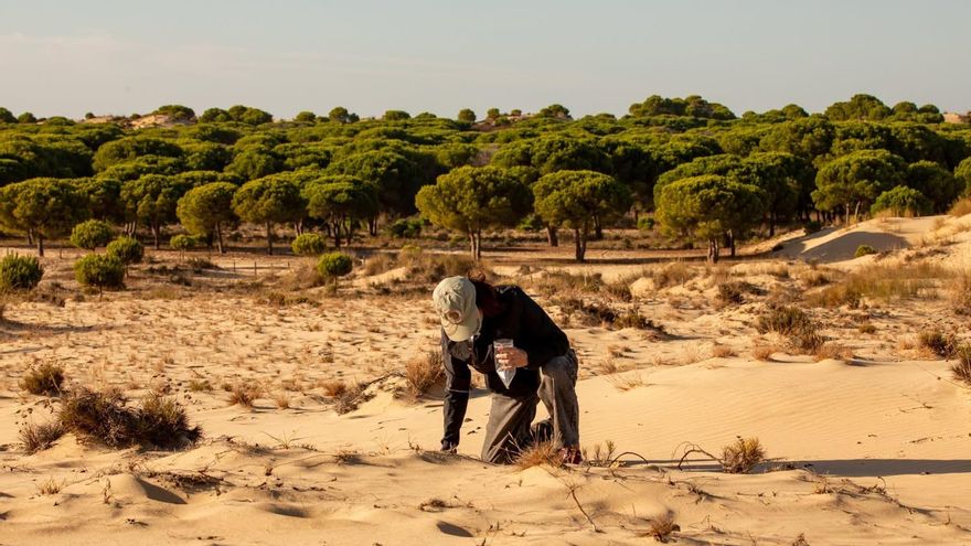 El verano eterno deja “en pausa” la vegetación de Doñana