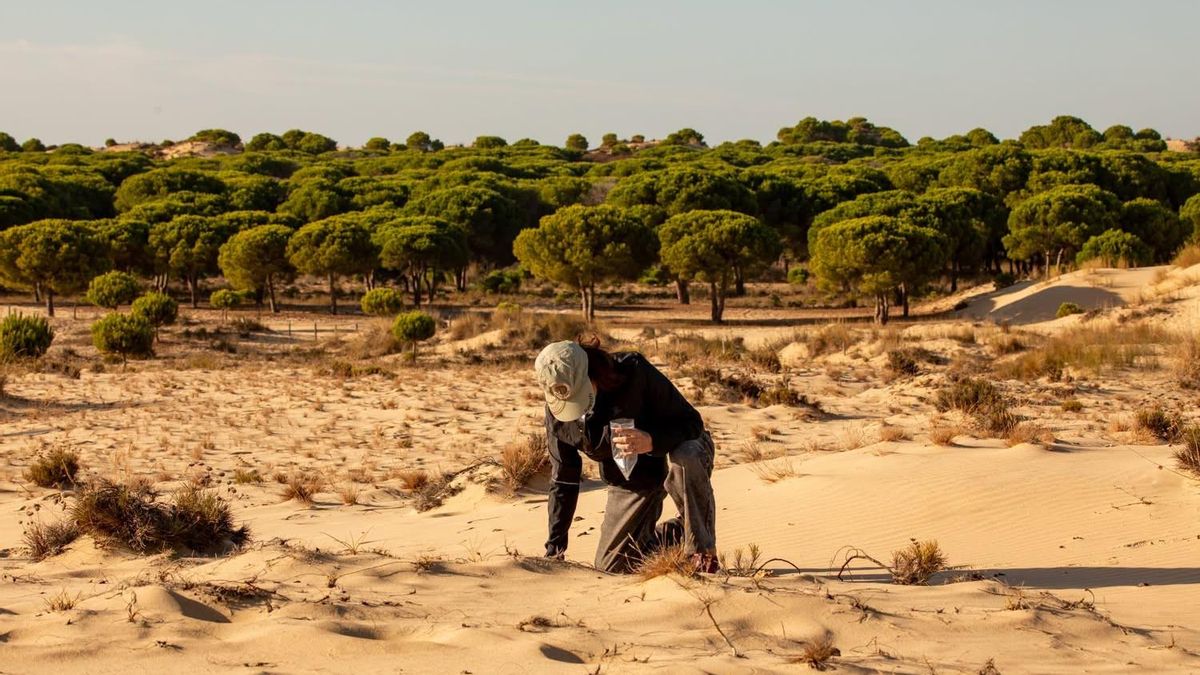 El verano eterno deja “en pausa” la vegetación de Doñana