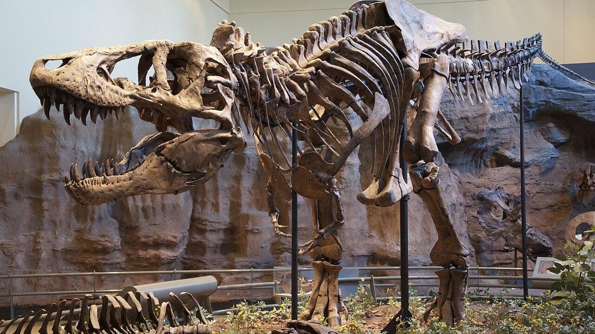 Descubren cómo murió el Tyrannosaurus rex más grande del mundo hace 66 millones de años