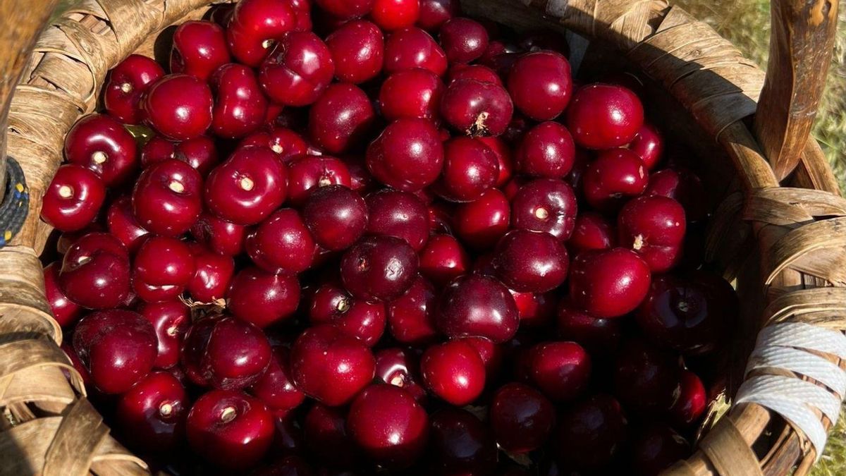 Arranca la certificación de las primeras picotas D.O.P Cereza del Jerte
