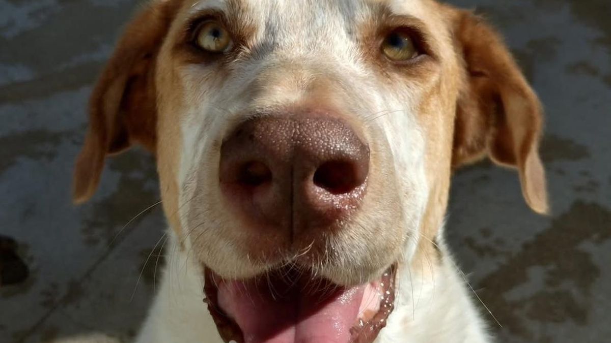 La lucha incansable de Irma, la perrita no quiere convertirse en “invisible” y que aguarda una familia