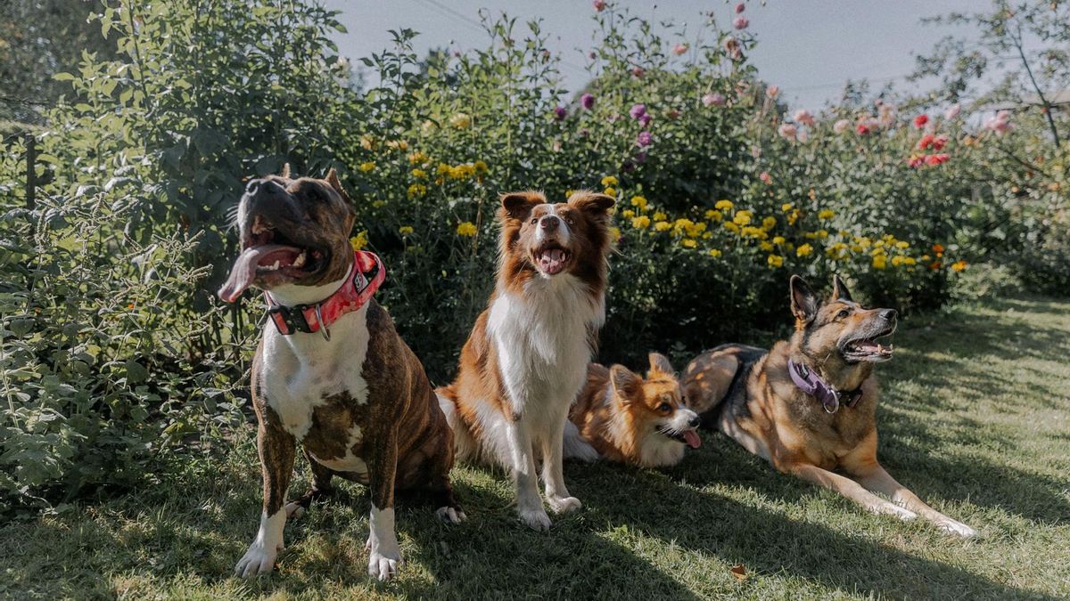 Existen límites municipales de tenencia de animales de compañía en algunas localidades