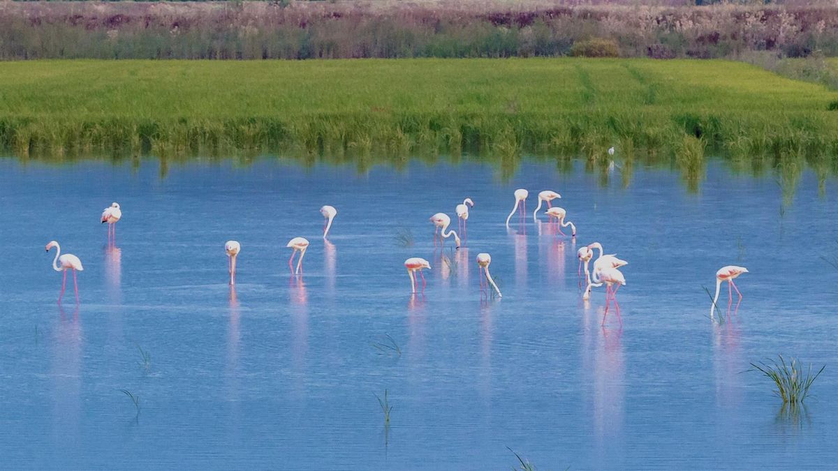 La laguna perdida de Cádiz que fue uno de los mayores humedales de la Península y todavía vuelve a inundarse