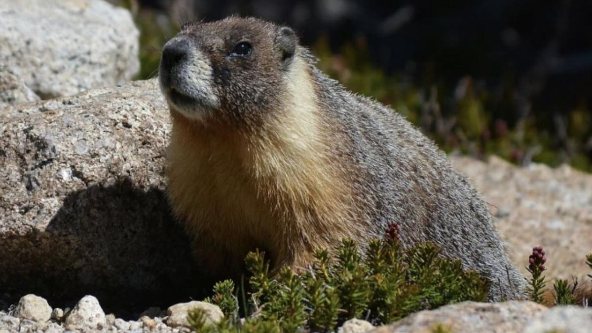 ¿Por qué unos científicos han abierto 'OnlyMarms'? Los recortes amenazan un estudio único sobre marmotas