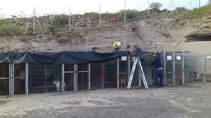 El Cabildo de Tenerife traslada a los animales desprotegidos por las lluvias en Tierra Blanca a la nave principal del albergue
