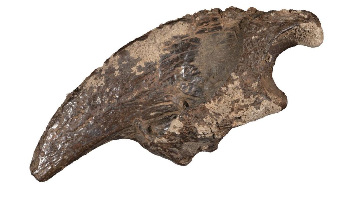 Todos los fósiles están pulidos, tienen forma redondeada y presentan un grado similar de mineralización de color rojo óxido