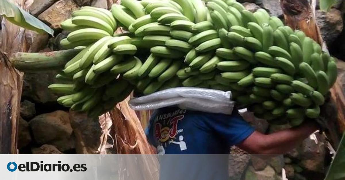 Los plataneros canarios reducen los envíos a la Península para amortiguar la caída de precios por las navidades