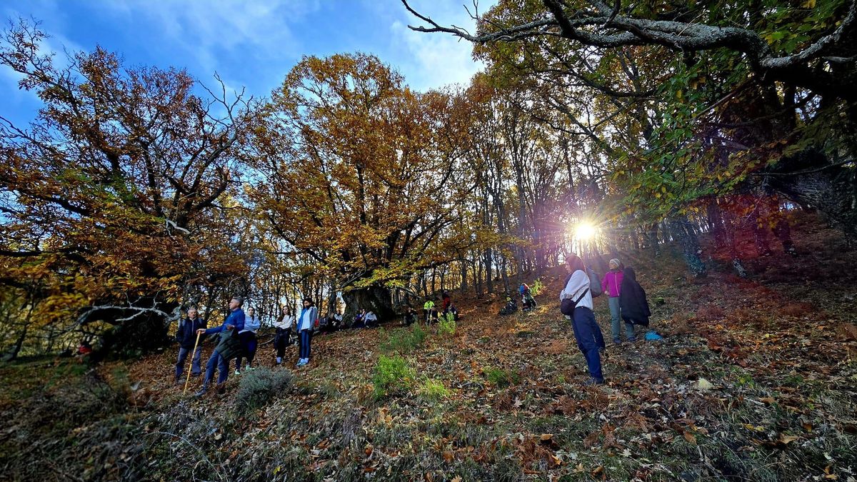 El Valle del Ambroz se recupera de las heridas provocadas por el incendio de Jarilla. En la imagen, una actividad del 'Otoño Mágico'