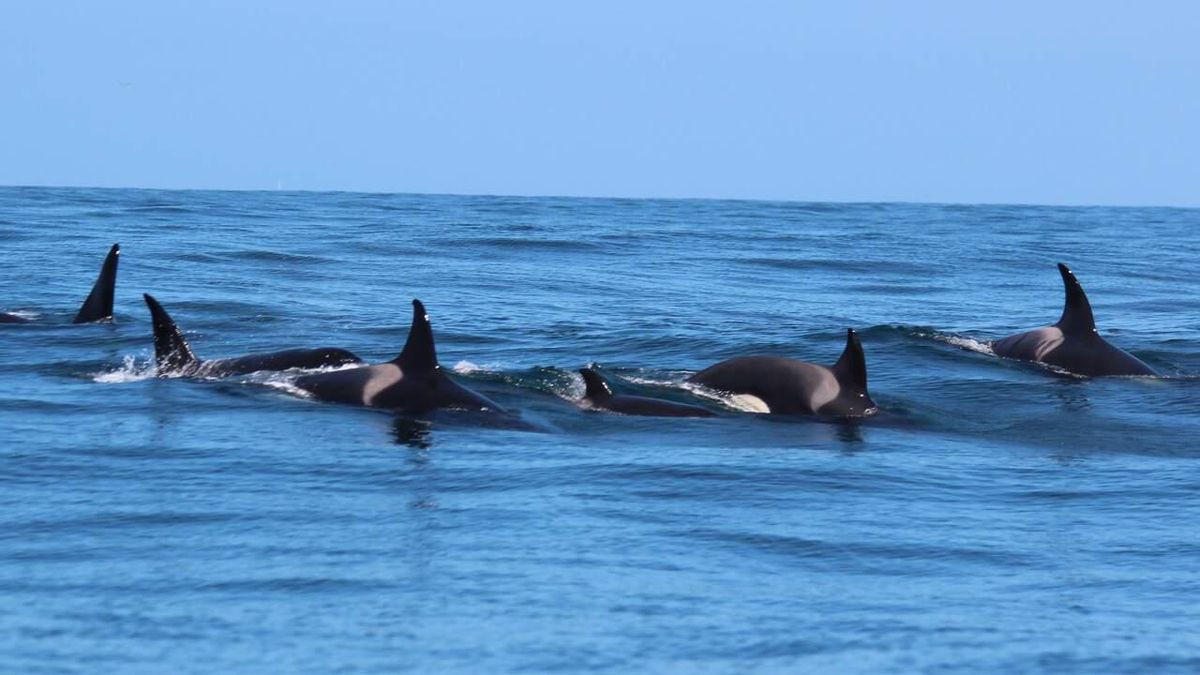 El Gobierno pide a la Fiscalía que investigue el tiroteo de una orca desde un barco español