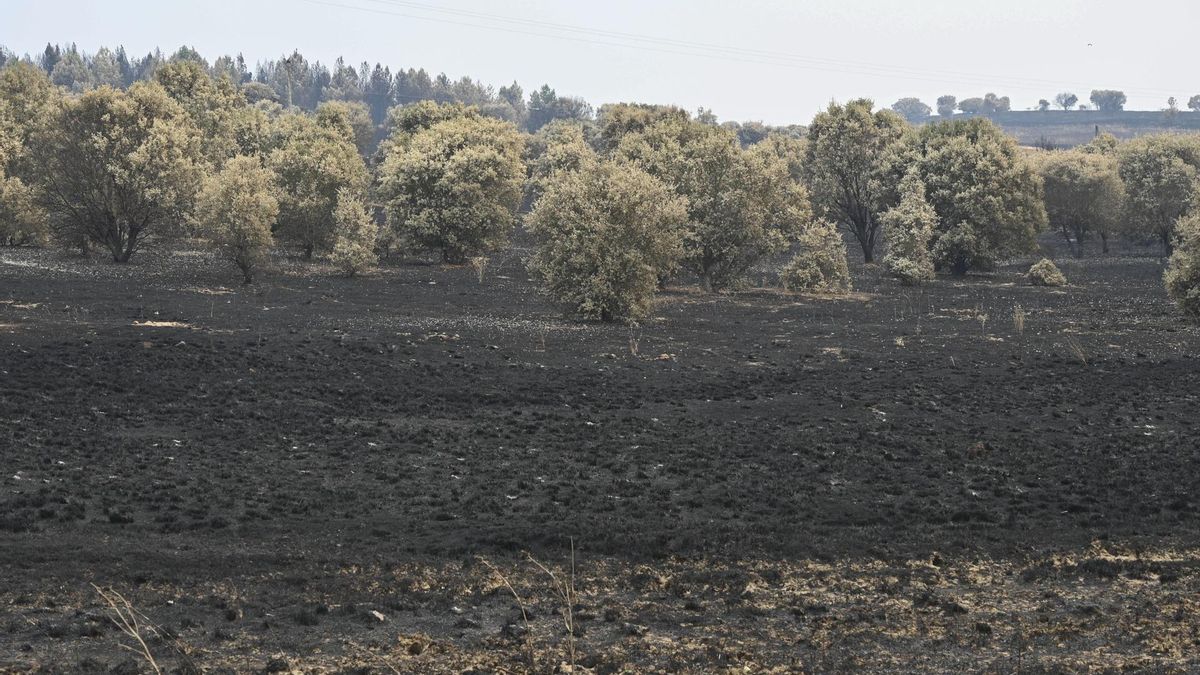 La carta desesperada de una ganadera de Zamora a los reyes: "El pasto está abrasado"