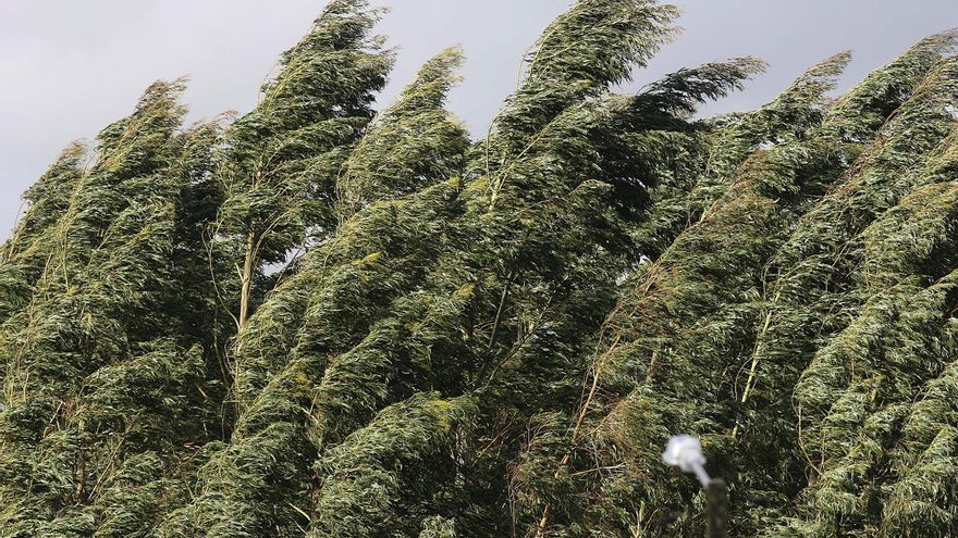 Galicia sumó casi 20.000 hectáreas más de eucalipto en 2024 pese a la moratoria que impedía nuevas plantaciones