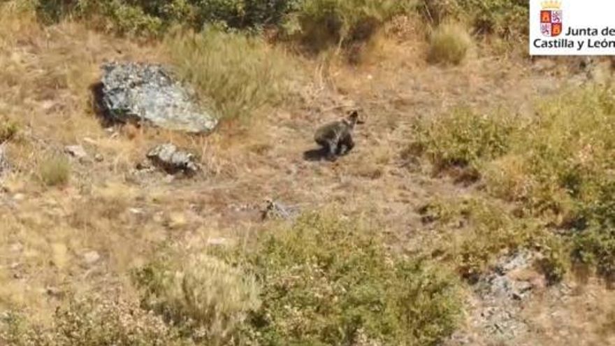 El oso que sobrevivió a dos incendios en León: localizan y graban a Barniedo aparentemente ileso
