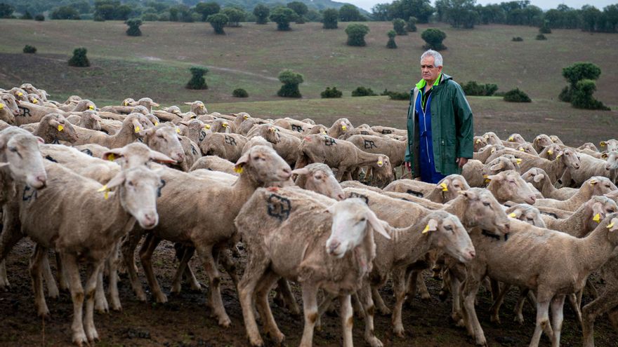 Los trashumantes retenidos por la viruela en Ciudad Real, sin solución de retorno de los gobiernos de Andalucía y Castilla y León