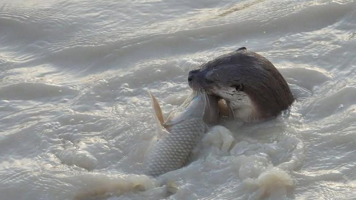 Nutria cazando en el Puente Romano