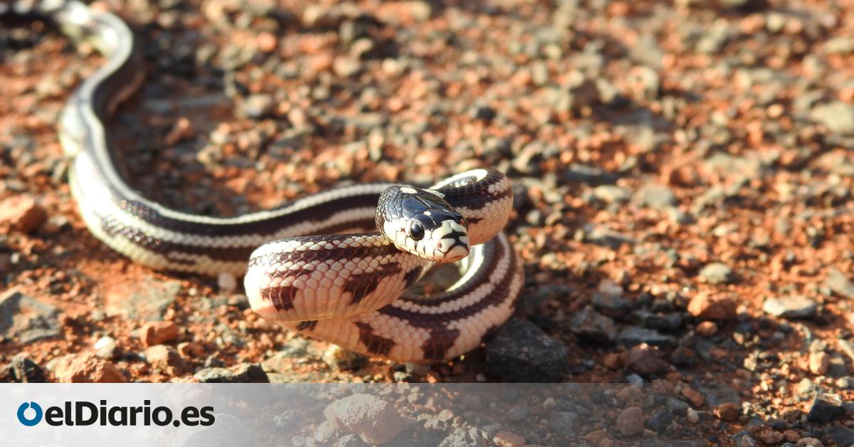 Un estudio muestra que la culebra real de California está provocando un “desequilibrio ecológico” en Gran Canaria