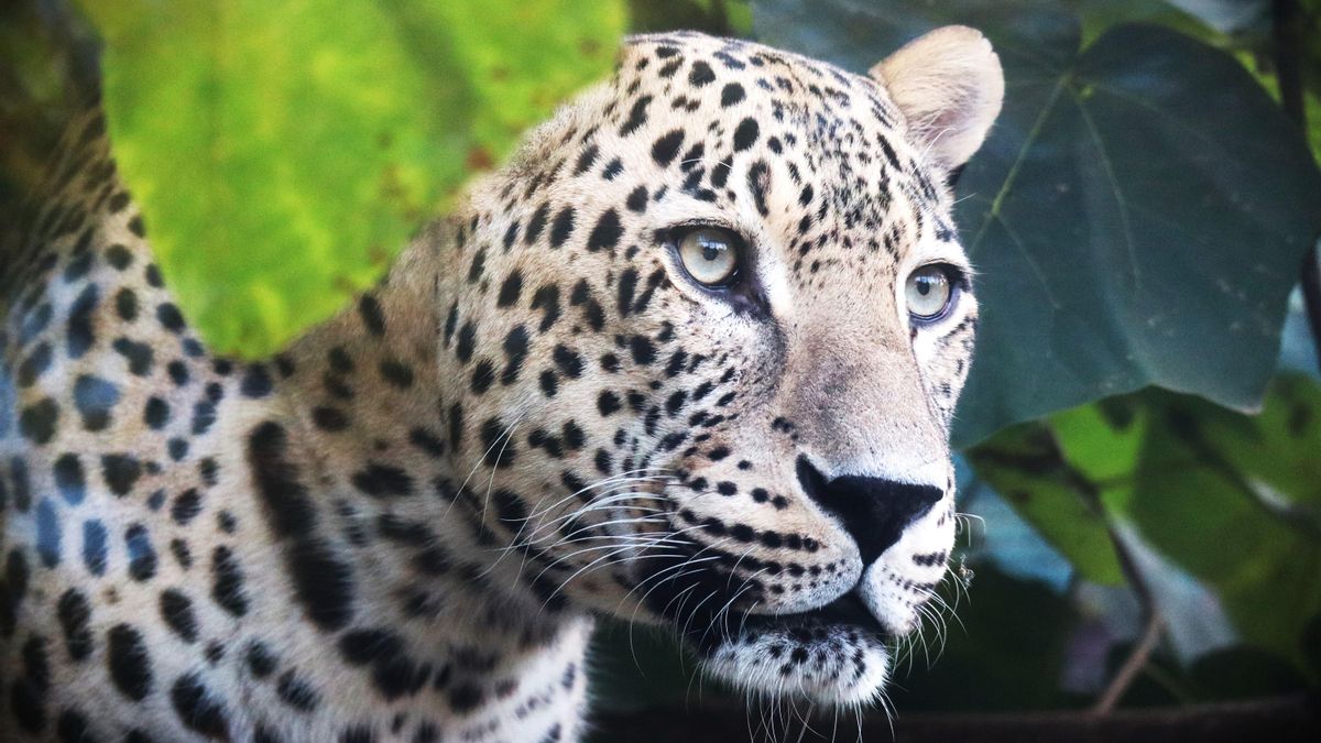 Luto por la muerte una cuidadora de un zoológico neerlandés tras el ataque de una pantera