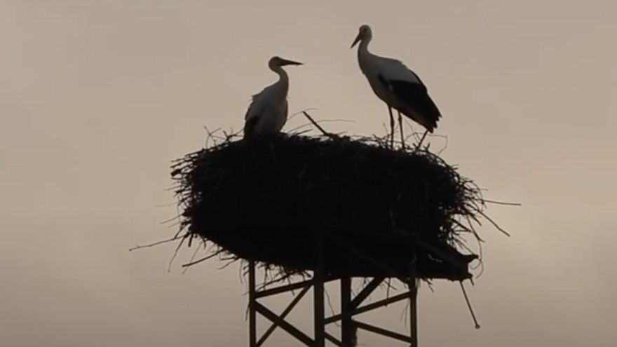 La Guardia Civil investiga la aparición de una veintena de aves muertas en el río Guadalquivir