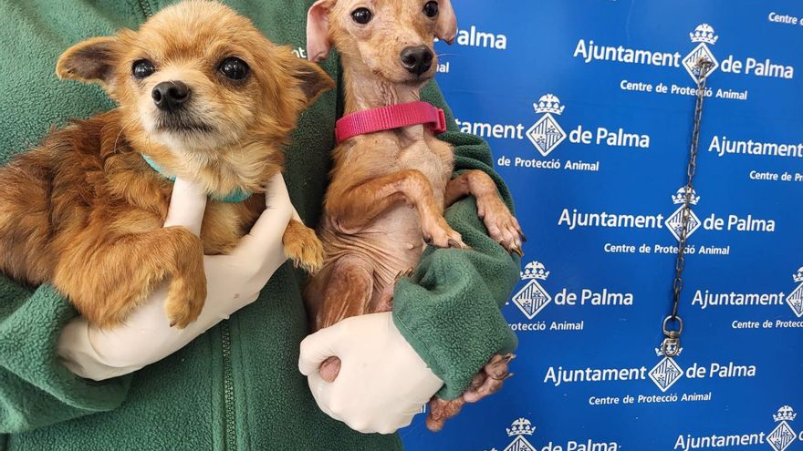 Rescaten 50 gossos que vivien en condicions insalubres en una finca de Palma