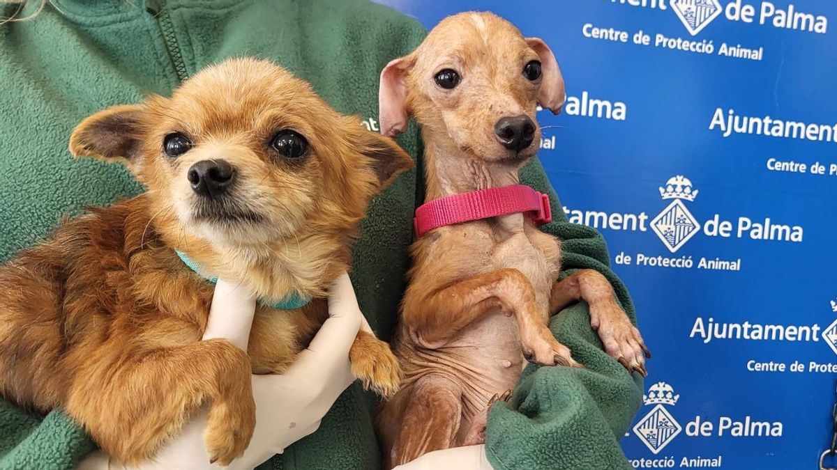 Rescatan a 50 perros que vivían en condiciones insalubres en una finca de Palma