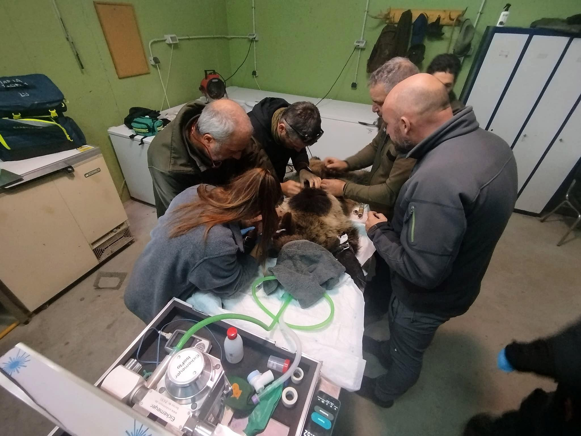 Los veterinarios realizan la última revisión a la osezna 'Alba'.