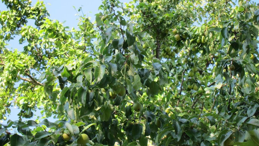 Abierto el plazo de diez días para pedir ayudas contra el fuego bacteriano y fomentar buenas prácticas en el cultivo de la pera