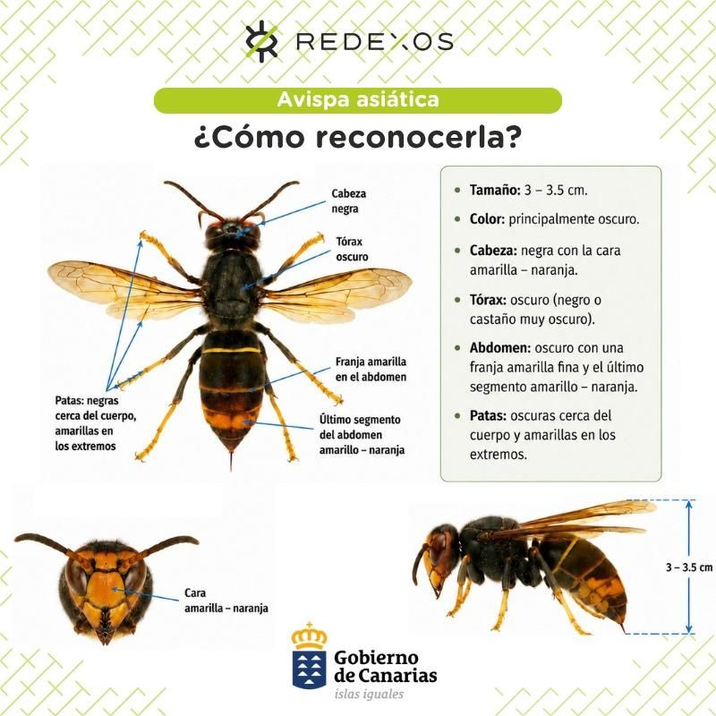 Ficha de la avispa asiática de la Red de Detección Temprana de Especies Exóticas (RedEXOS).