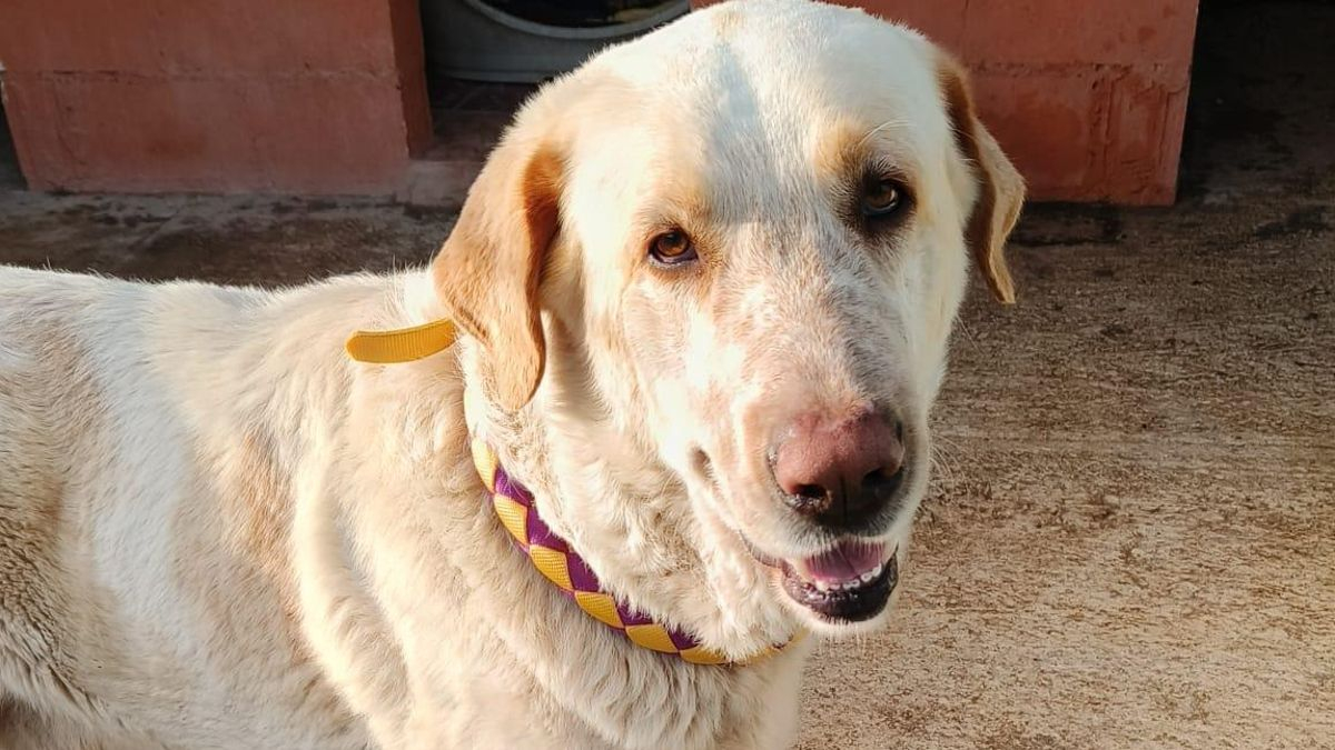 La soledad de Bruno, el perro “grandullón” al que rescataron bajo la lluvia y que ahora busca una familia