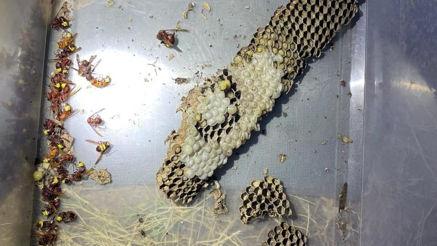 Confirmada la detecció del primer niu de vespa oriental a Eivissa