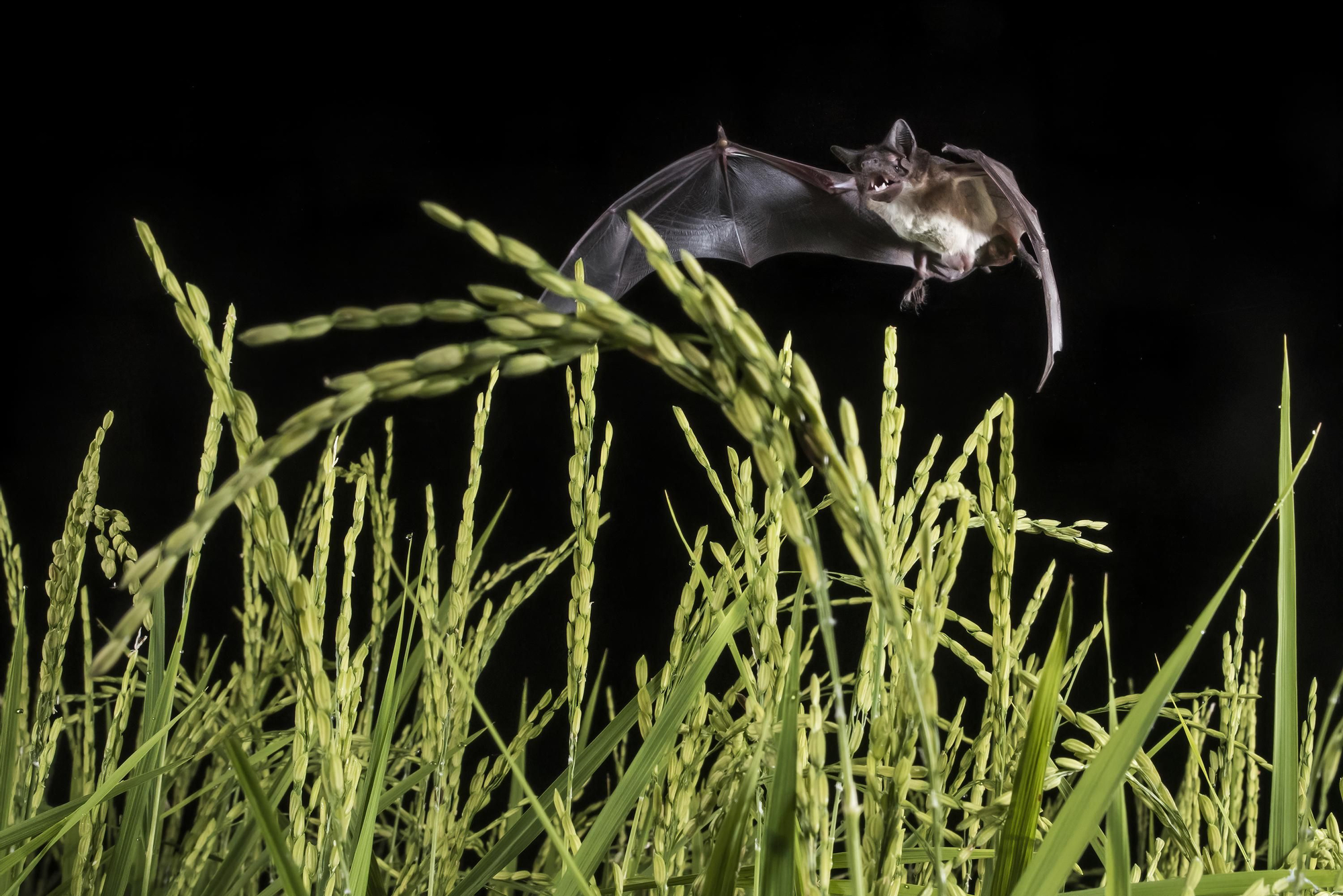 Murciélago insectívoro de Madagascar. 