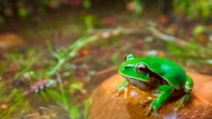 De la ranita de San Antonio al tritón ibérico: una investigación rescata los reptiles y anfibios más escasos en Córdoba