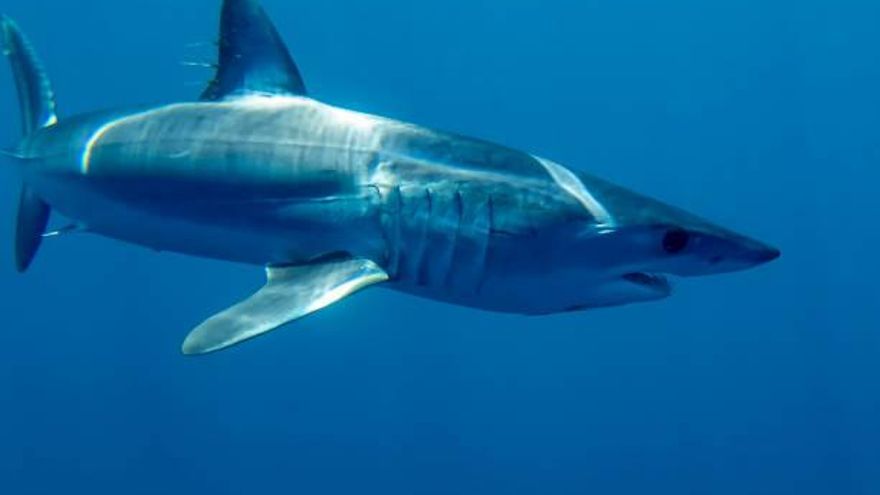 El extraño avistamiento de un tiburón blanco migratorio, una especie en declive en el Mediterráneo