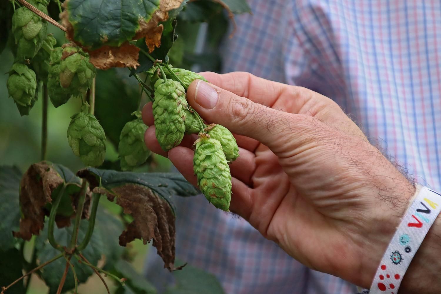 Lúpulo leonés cultivado en la comarca del Órbigo.