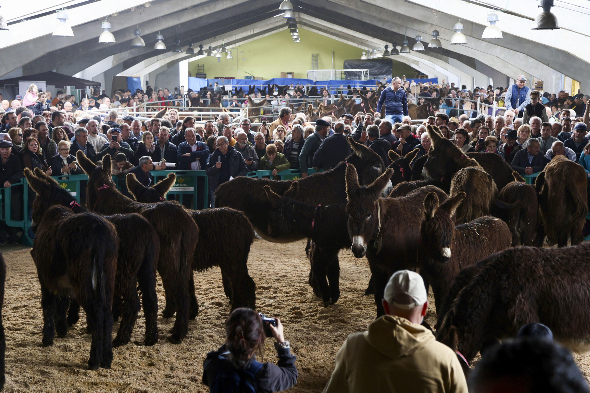 Mucha participación en la Feria del Burro Zamoranoleonés de San Viterio.