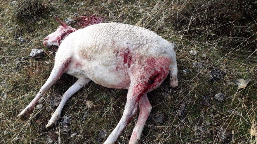 Ganado atacado por lobos