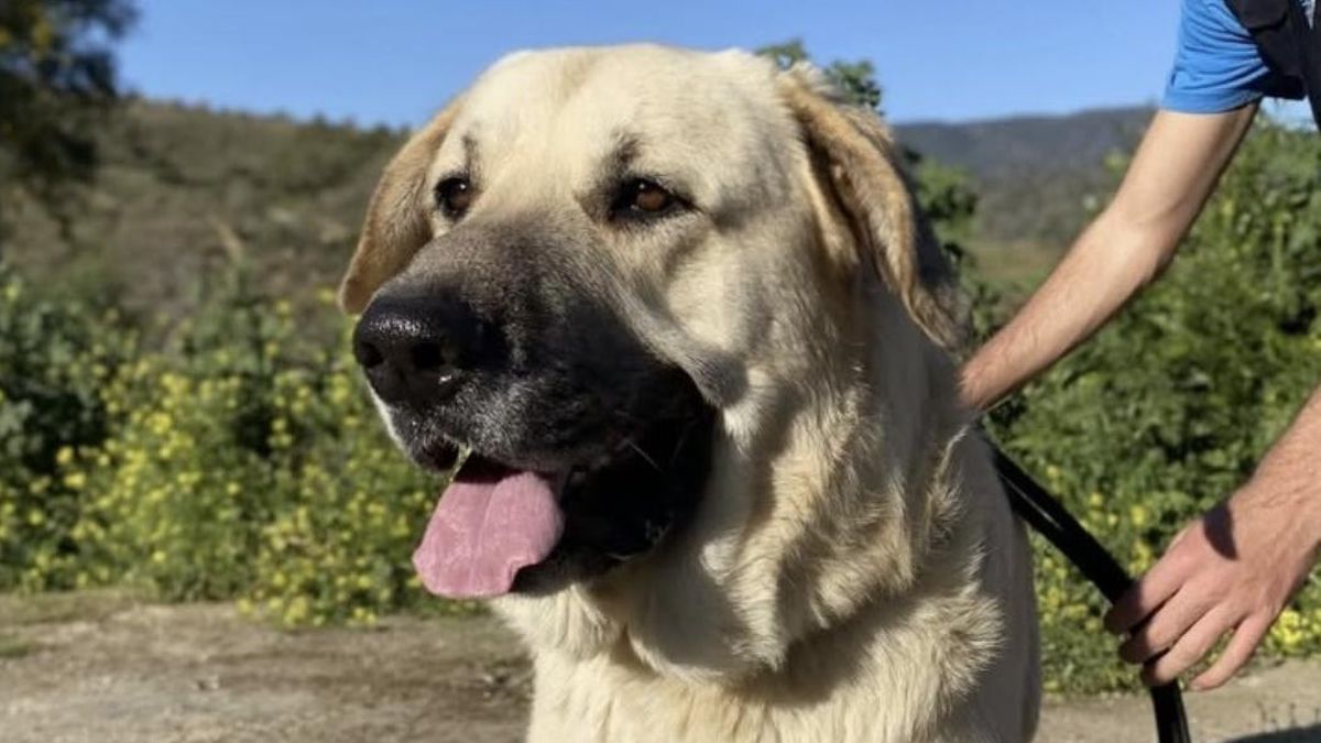 La paciencia de Duque, el perro olvidado junto a su hermano en una finca que busca una familia