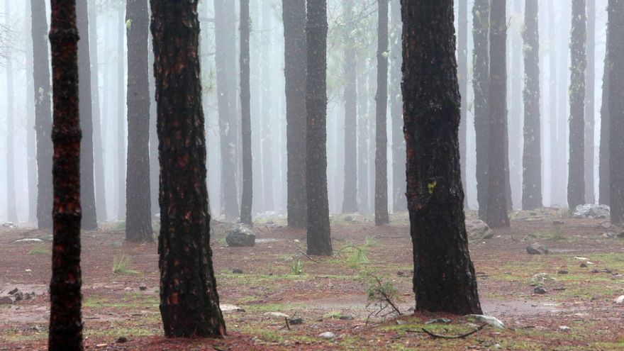 Llanos de La Pez y Pargana. (ALEJANDRO RAMOS)