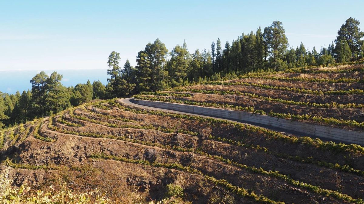 Cultivo de viña en La Palma.