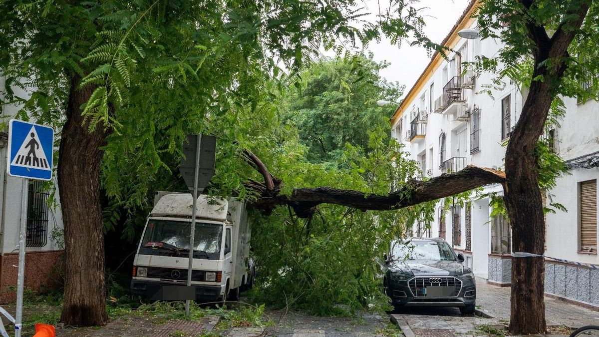 Imagen de un árbol caído en la calle Niebla de Sevilla
