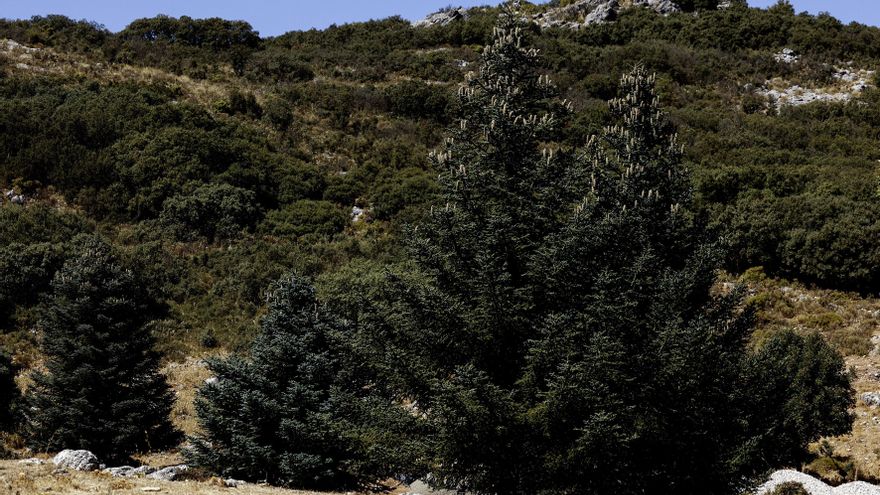 La resistencia del pinsapo a la sequía: Un 'plan de contigencia' activado desde sus raíces