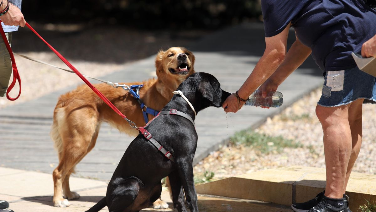 Temblores, colapso, jadeo: signos graves por golpe de calor en perros y pautas de auxilio