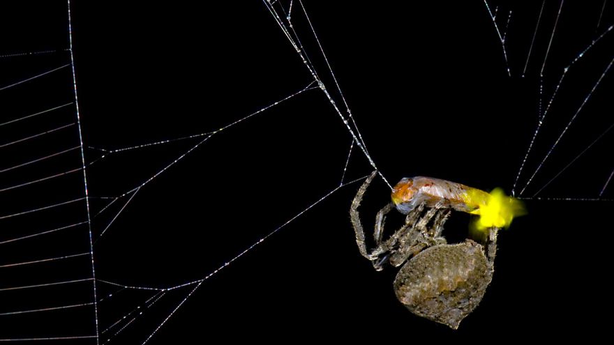 Descubren una araña que ‘hackea’ la luz de las luciérnagas que atrapa en su red para atraer a más presas