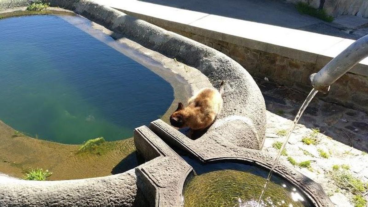 Gatos bebiendo en el pilón de San Miguel de Laciana.