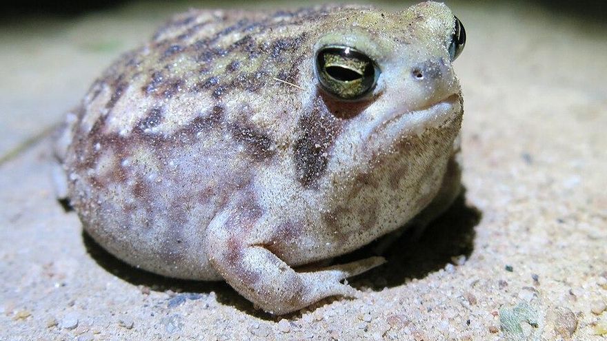 Conocida como la rana de lluvia del desierto, este peculiar anfibio está en peligro y su problema son los diamantes