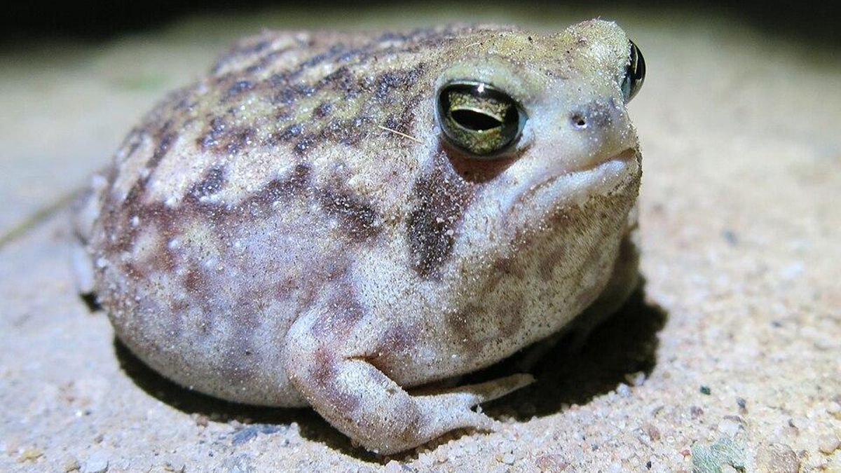 Conocida como la rana de lluvia del desierto, este peculiar anfibio está en peligro y su problema son los diamantes