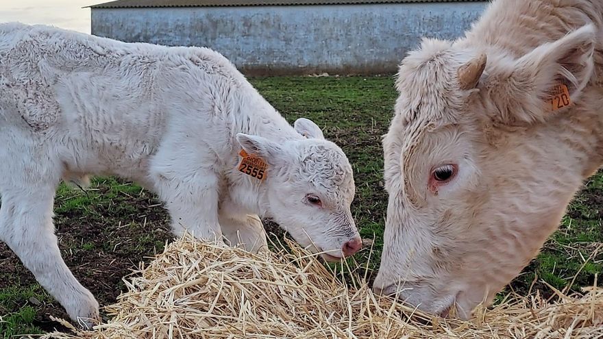 Los ganaderos de Castilla y León: "La gente se desespera porque su economía no lo puede soportar"