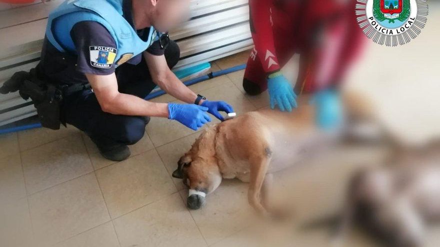 Se busca al responsable de la muerte de dos perros que se encontraron flotando en la costa de Gran Canaria
